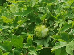 -城南往事·鲁菜济南菜(龙奥万科店)