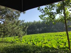 -合肥滨湖国家森林公园