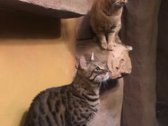 -猫猫幼稚园·撸猫·桌游·电玩
