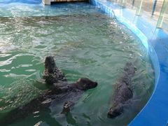 -北戴河圣蓝海洋公园