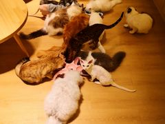 -猫腻·猫咖·撸猫馆(星光大道店)