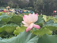 -桂湖森林公园