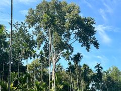 -中国科学院西双版纳热带植物园