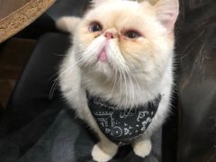 -猫色咖啡·猫咖