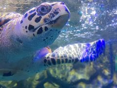 -太平洋海底世界