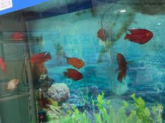 -雅悦齿科(顾村公园店)