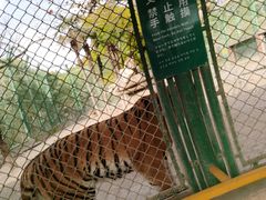 -上海野生动物园