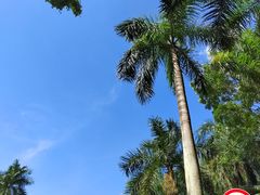 -深圳仙湖植物园
