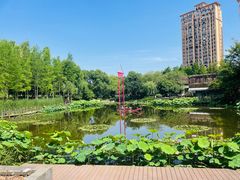 -陈家山荷花公园