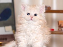 -小猫来了·猫舍(红山六九七九店)