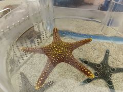 -上海海洋水族馆