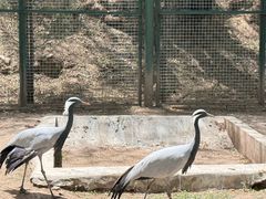 -青藏高原野生动物园