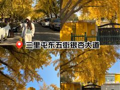 -三里屯东五街银杏大道