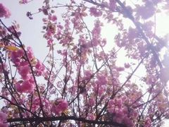 -南山植物园