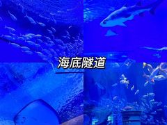 -海合安武汉极地海洋公园