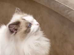 -啵啵喵·猫咖(攀华国际店)