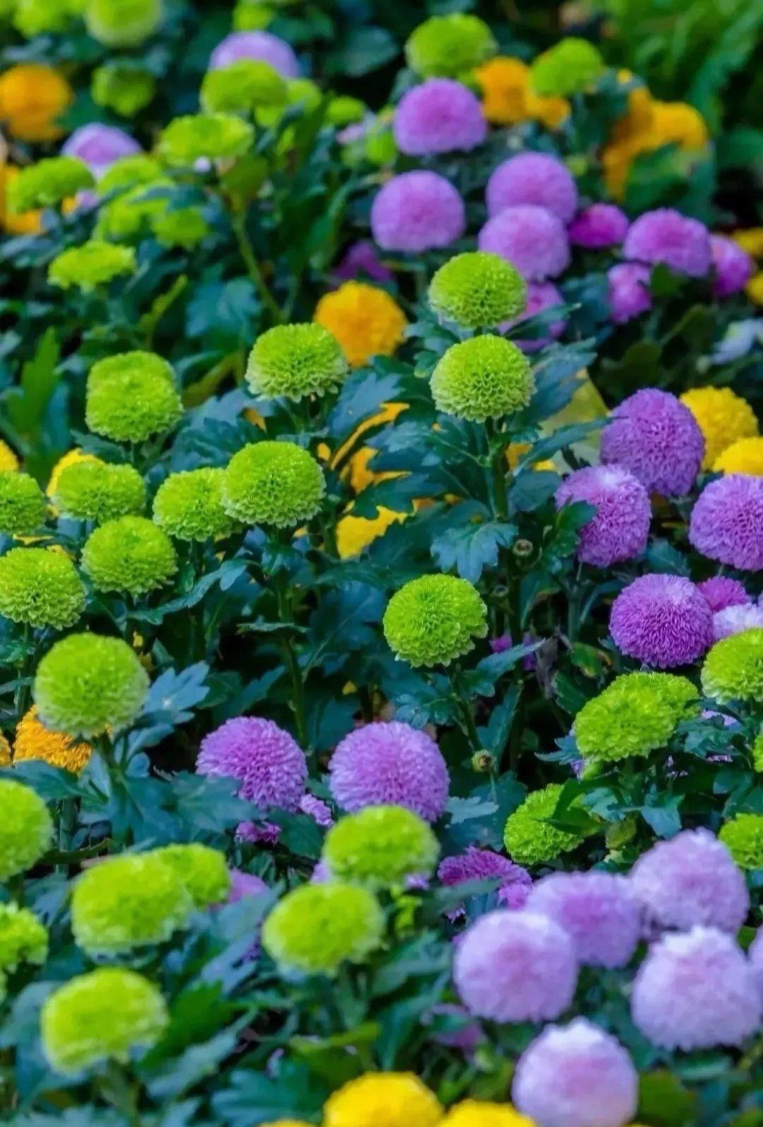 色彩形态多样的菊花