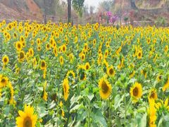 -桤木河湿地公园