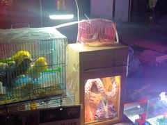 -中环花鸟鱼虫市场
