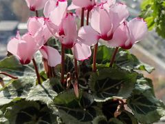 -龙大花卉苗木市场