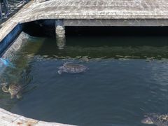 -广东惠东海龟国家级自然保护区