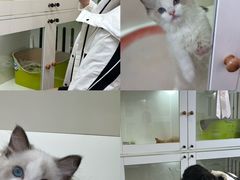 -青奢宠物·青奢猫舍