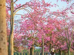 -风云岭森林公园