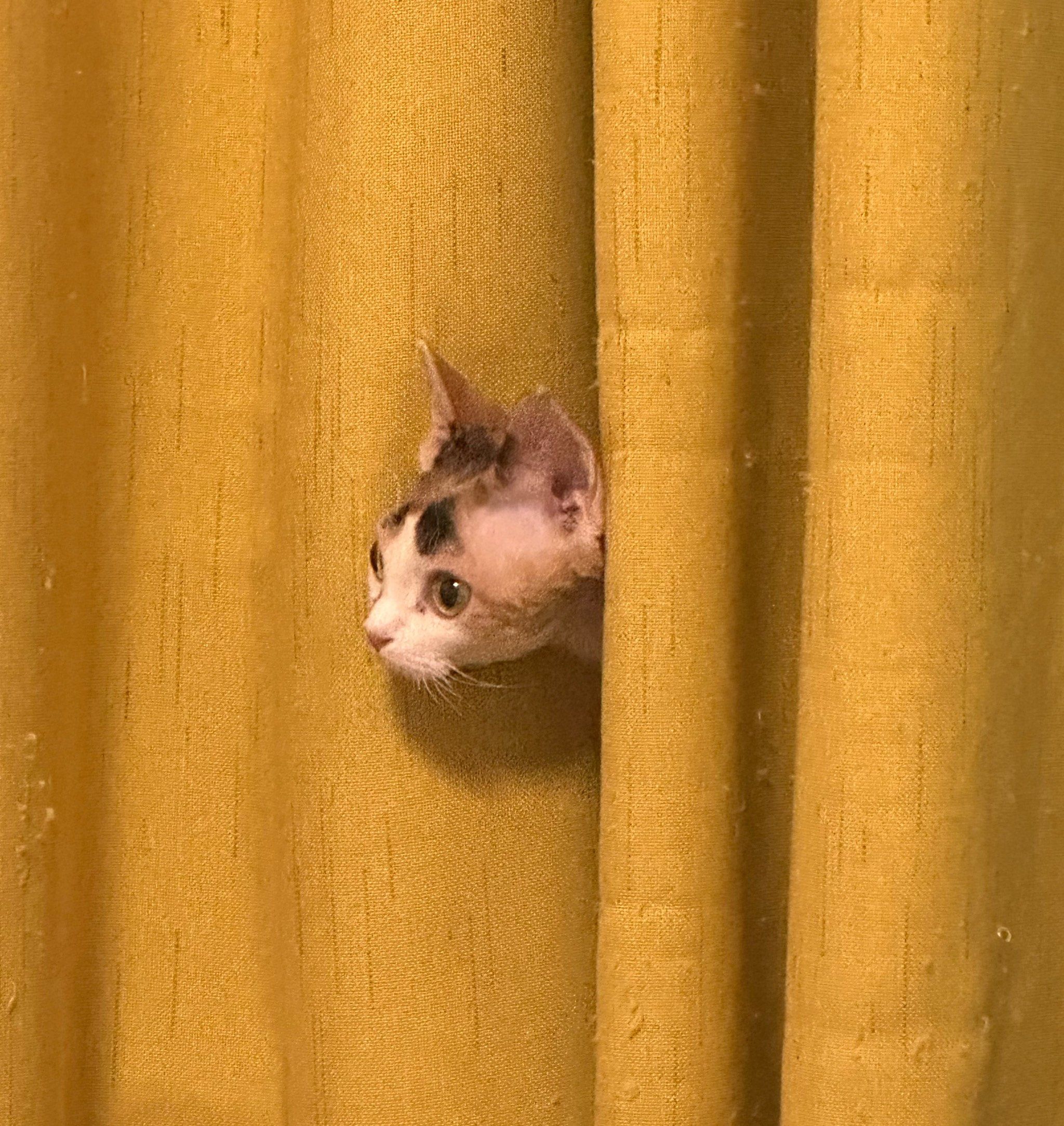 探出脑袋的小猫