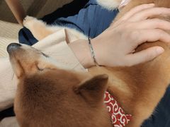 -逗柴咖啡屋·狗咖猫咖宠物桌游