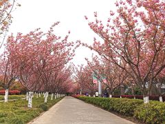 -高东镇樱花园
