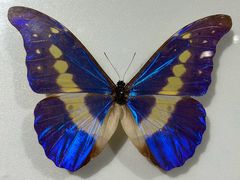 -上海昆虫博物馆