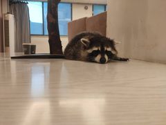 -浣熊柯尔鸭土拨鼠·电玩咖