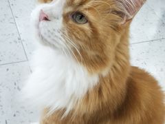 -喵园·猫主题咖啡厅·撸猫·猫咖(国贸店)