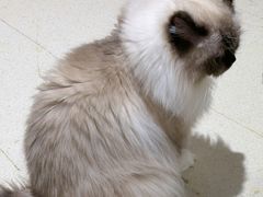 -藏猫猫咖啡主题馆(中央大道店)