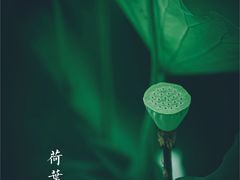-陈家山荷花公园