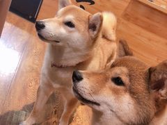 -柴务处·柴犬主题狗咖