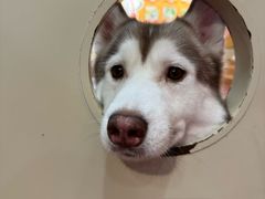 -和它·交个朋友·狗咖猫咖(爱琴海店)