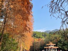 -深圳仙湖植物园
