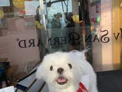 -车接车送·寄养洗护·德文猫舍(大宁店)