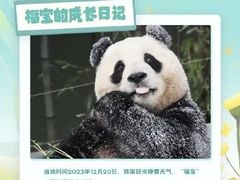 -卧龙中华大熊猫苑神树坪基地