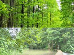 -桤木河湿地公园