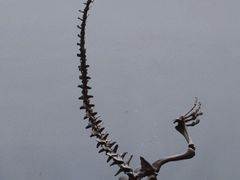 -重庆自然博物馆(新馆)