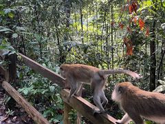 -武吉知马自然保护区