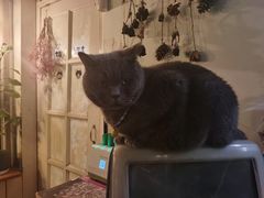 -海边的猫和咖啡馆