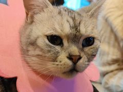 -猫猫幼稚园·撸猫·桌游·电玩