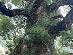 -杨家堂村