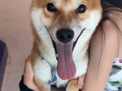 -帕帕拉兹宠物(亚洲旗舰店)