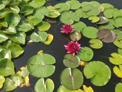 -莲花池公园