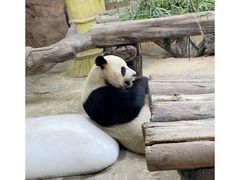 -广州长隆野生动物世界