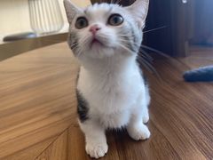 -飞行喵MR PILOT|猫舍·猫咖(静安大融城店)